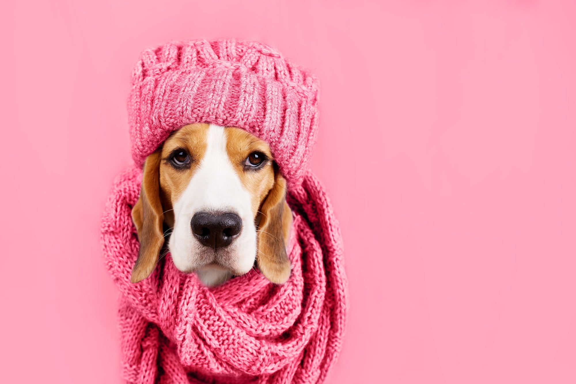 Inverno, alimentazione e benessere del tuo cane: 4 accorgimenti che fanno la differenza