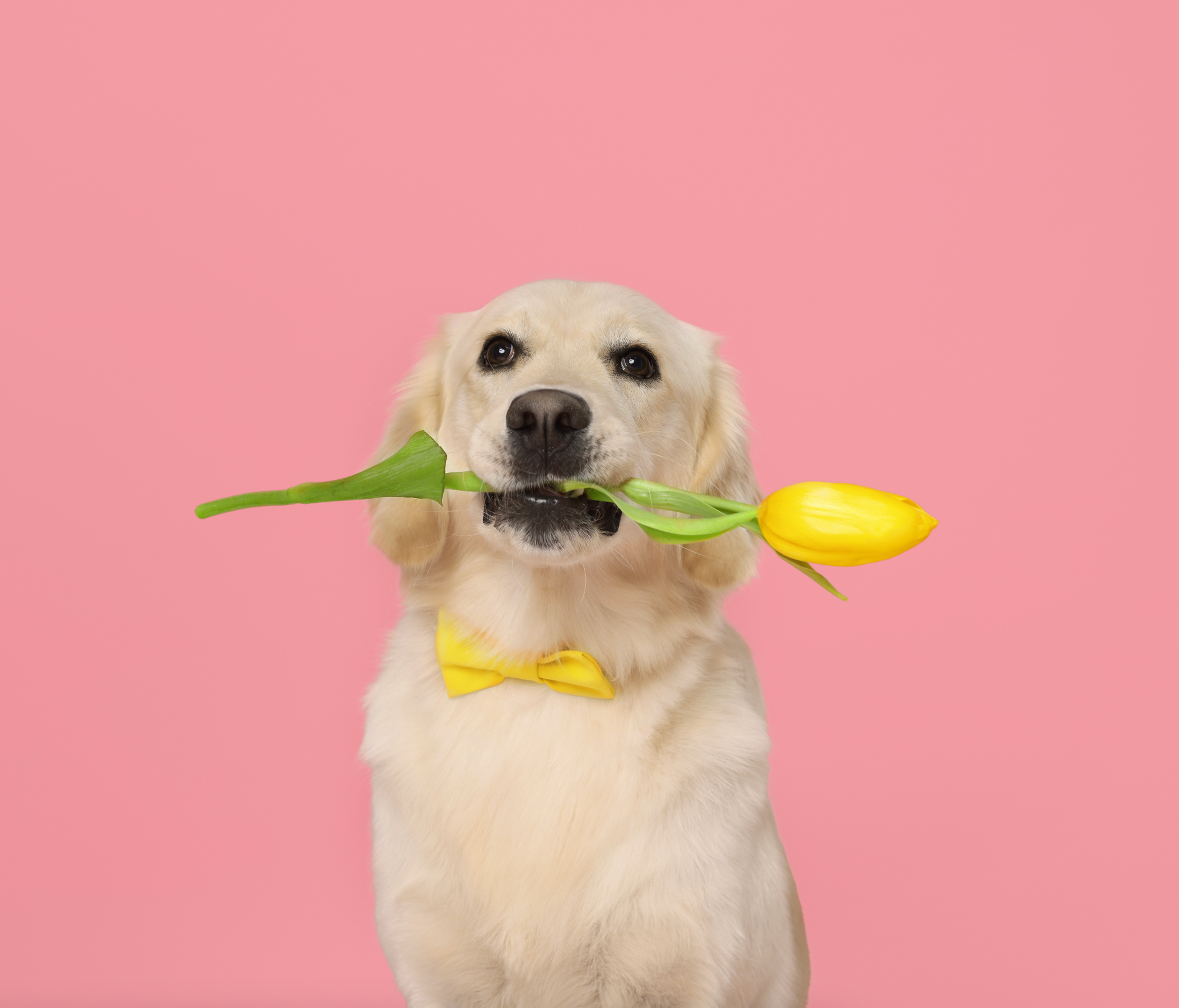 Cambio di stagione: intestino e pelle del cane sono i primi a risentirne