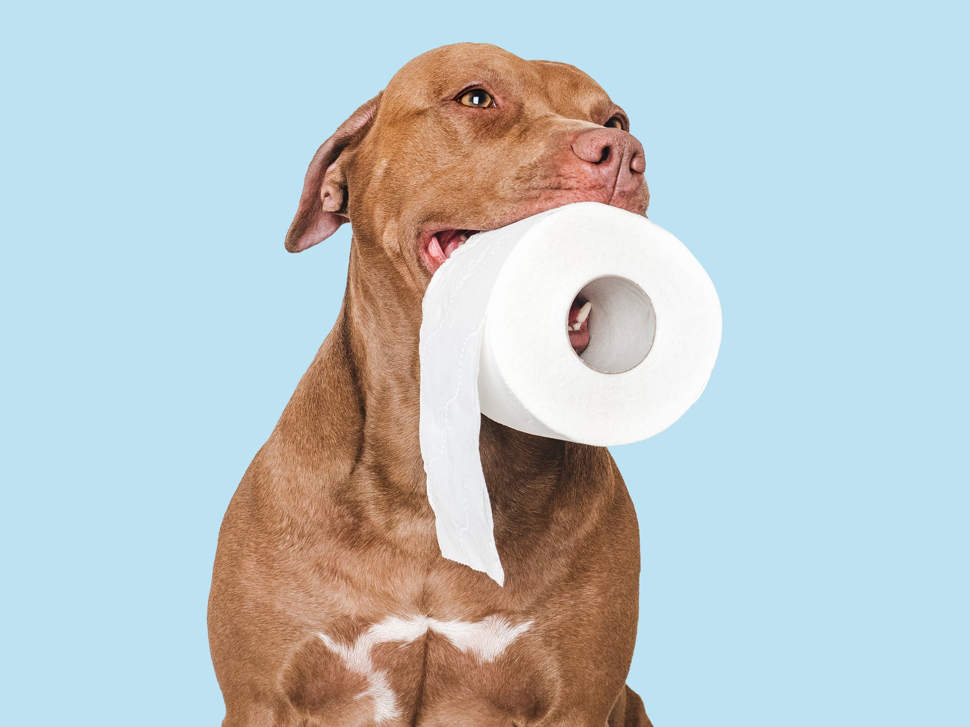 Cane con carta igienica in bocca