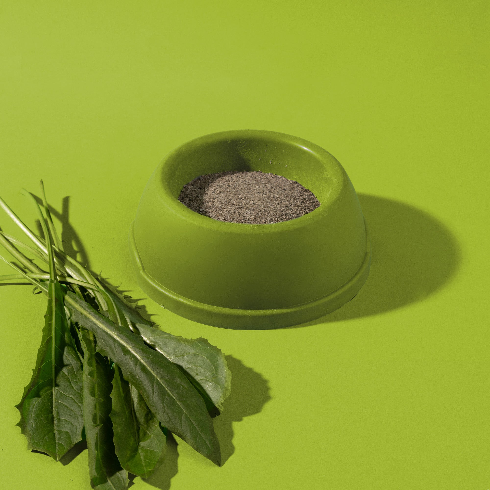 Cicoria Disidratata in Polvere